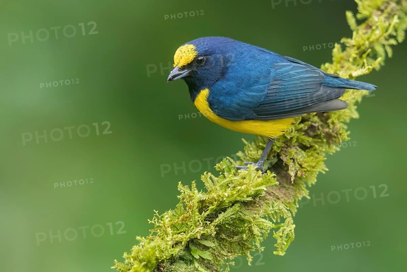 Spot-crowned Euphonia (Euphonia imitans) perched on a branch in Panama