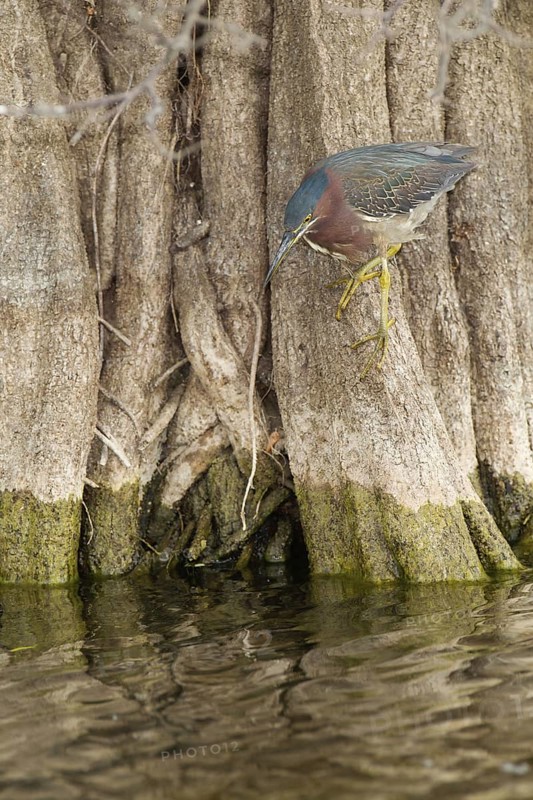 Green Heron (Butorides virescens), Florida, USA