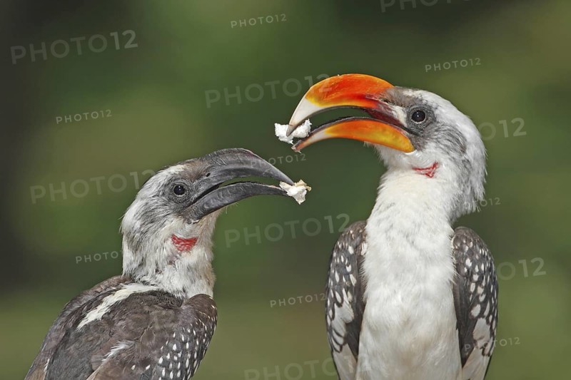 Von der Decken's Hornbill (Tockus deckeni) pair, Lake Baringo, Kenya