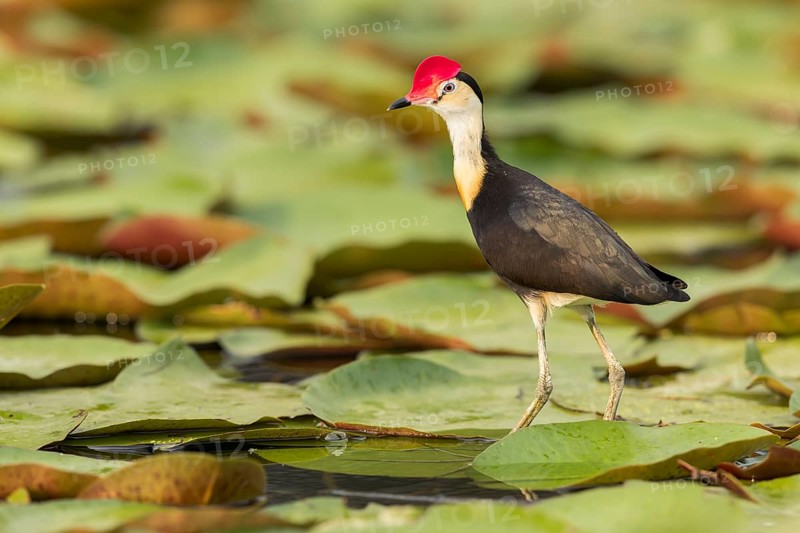 Comb-crested Jacana (Irediparra gallinacea) in a wetland area in Papua New Guinea