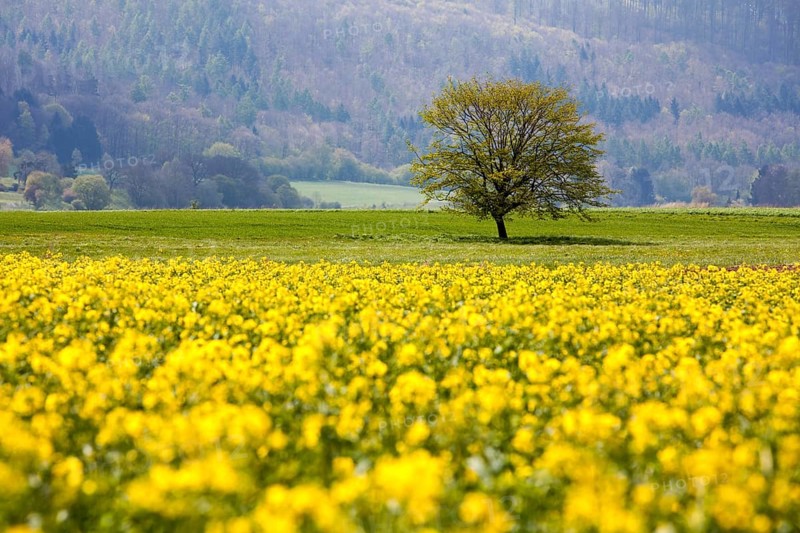 Rape fields near the village of Gewissenruh, Oberweser, Upper Weser Valley, Weser Uplands, Weserbergland, Reinhardswald, Hesse, Germany