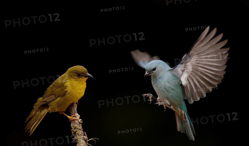 Olive-green Tanager & Azure-shouldered Tanager (Orthogonys chloricterus & Thraupis cyanoptera), Atlantic rainforest, Brazil