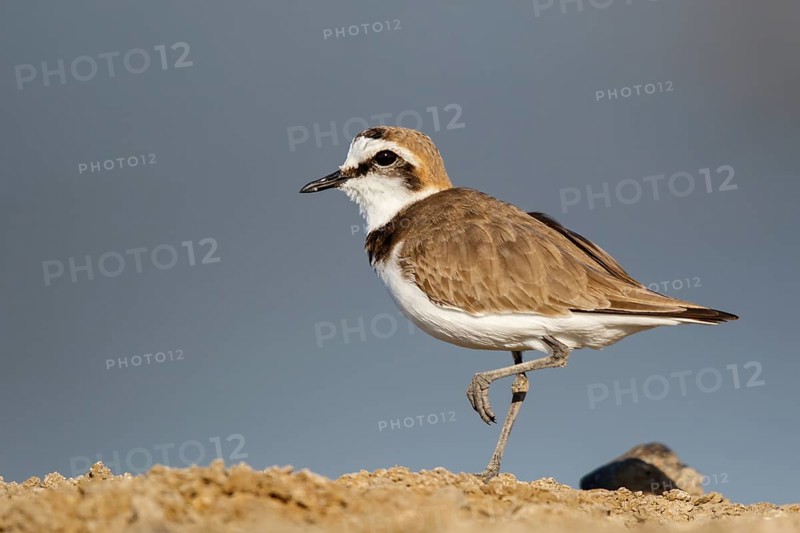 Kentish Plover (Charadrius alexandrinus) male, Lesvos, Greece