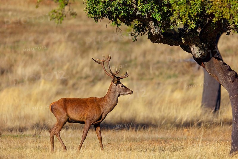Red deer, (Cervus elaphus), biotope, habitat, forest, one, individual, animals, mammals, lateral, El Millaron Deer Safari, Salorino, Extremadura Caceres, Spain