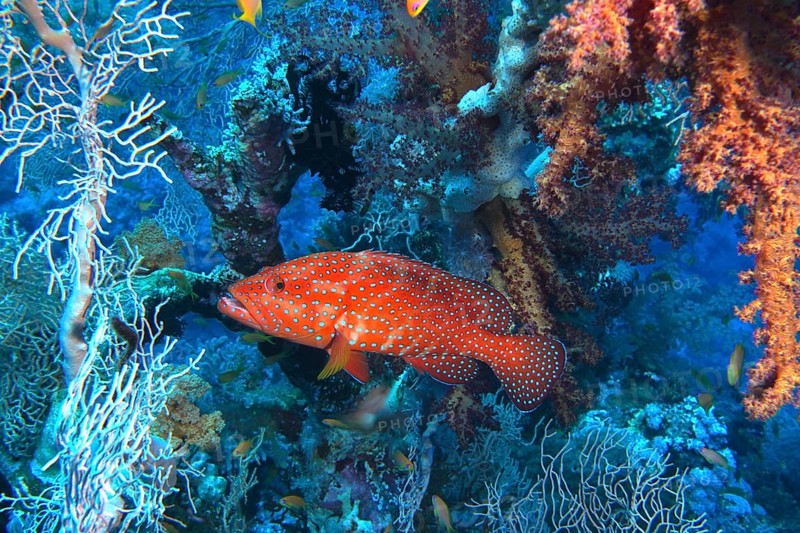 Jewelled grouper (Cephalopholis oligosticta)