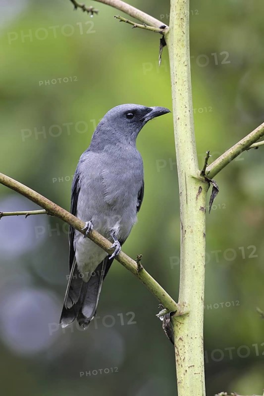 Javan Cuckooshrike (Coracina javensis) male, Malaysia