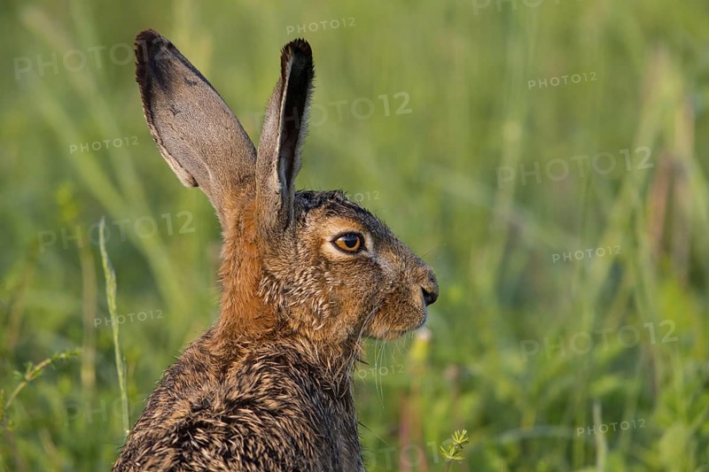European hare, (Lepus europaeus), animals, mammals, hare, hare family, field, two, Lake Neusiedl, Andau, Burgenland, Austria