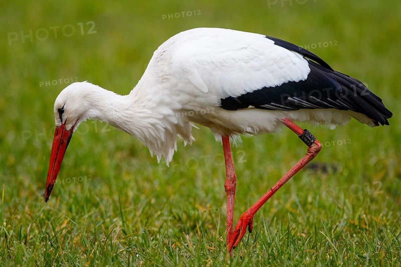 White Stork (Ciconia ciconia) foraging, North Rhine-Westphalia, Germany