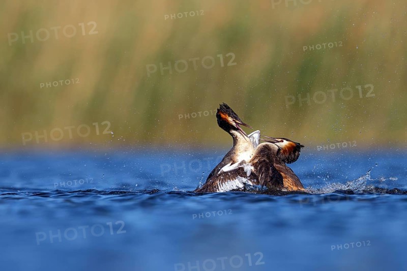 Great Crested Grebe, (Podiceps Scalloped ribbonfish), courtship behaviour, two individuals, Hides de El Taray / Floating Hid, Villafranca de los Caballeros, Castilla La Mancha / Toledo, Spain
