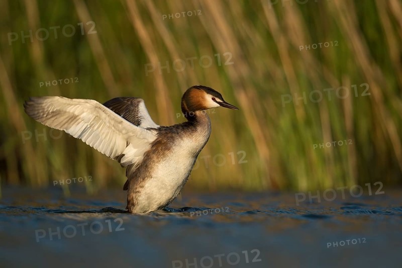 Great Crested Grebe (Podiceps cristatus) flapping, North Rhine-Westphalia, Germany