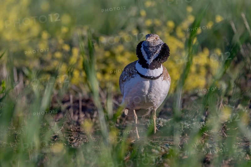 Little bustard (Tetrax tetrax), male, courtship display, Catalonia, Spain