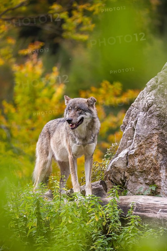 A Eurasian gray wolf (Canis lupus lupus) stands, framed by leaves, on a hill between rocks and rotting tree trunks. Behind it lies a forest in intense autumn colors