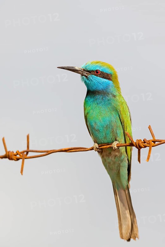 Emerald spint, Merops orientalis, Israel
