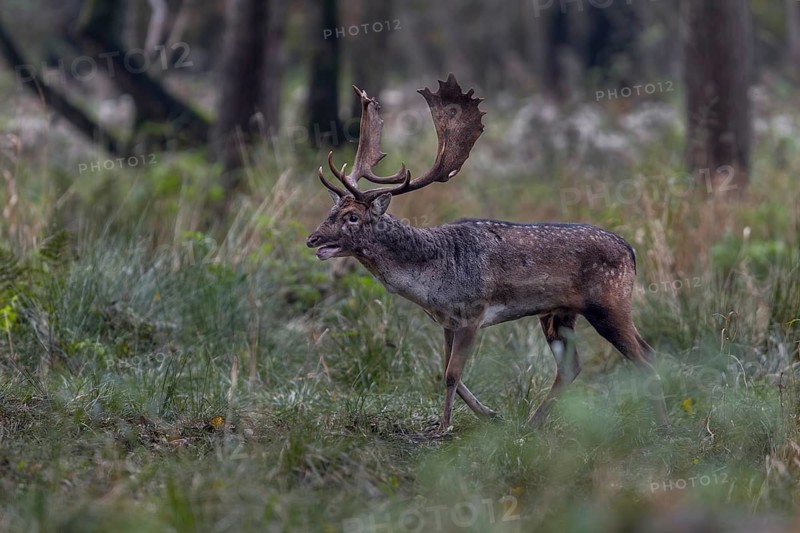 Fallow deer (Dama dama) are very active during the rut, but regularly leave the rutting area to rest away from it, rut, mating season, deer rut, autumn, October, Germany