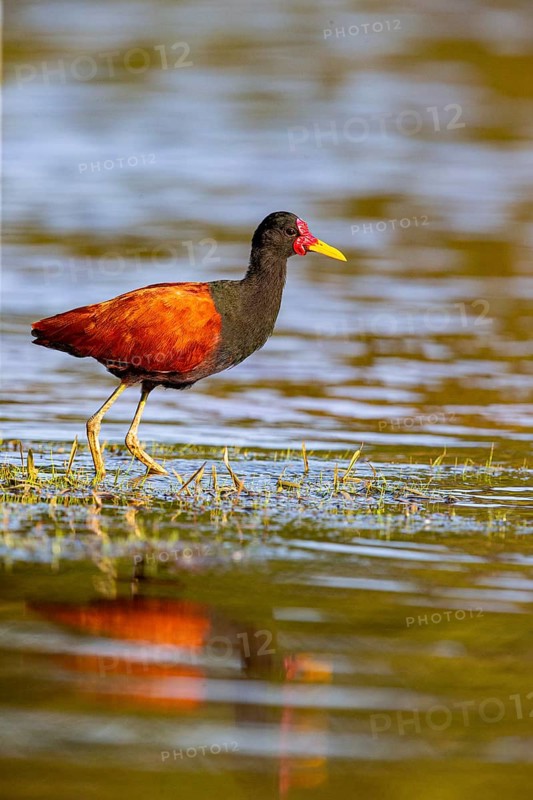 Red-fronted leaflet (Jacana jacana) Pantanal Brazil
