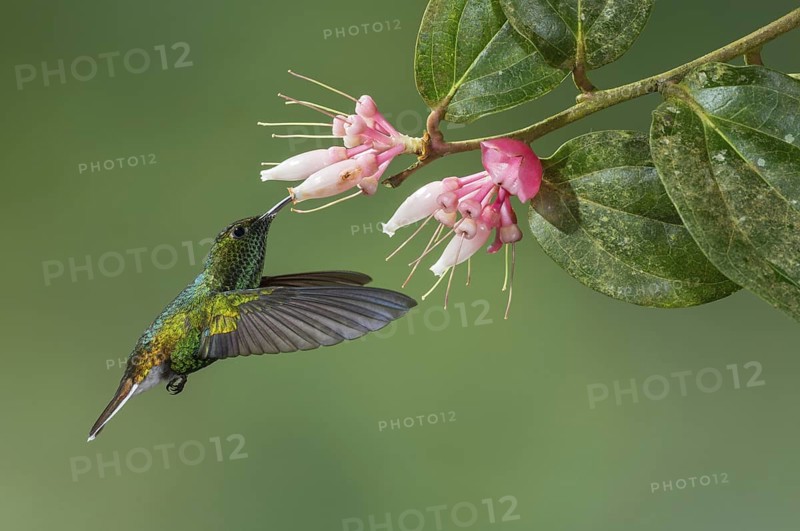 Coppery-headed Emerald (Elvira cupreiceps), Costa Rica