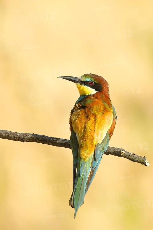 Bee-eater (Merops apiaster) sitting on a branch, dorsal view, Rhineland-Palatinate, Germany