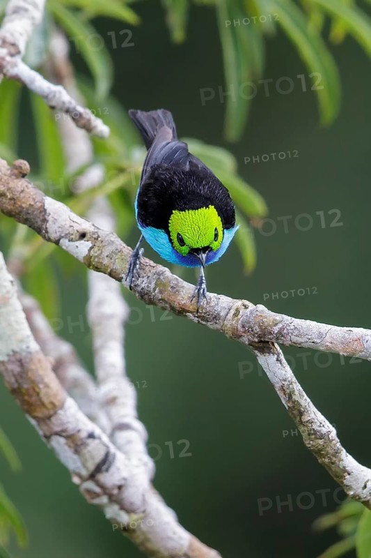 Paradise Tanager (Tangara chilensis) perched on a branch in Ecuador