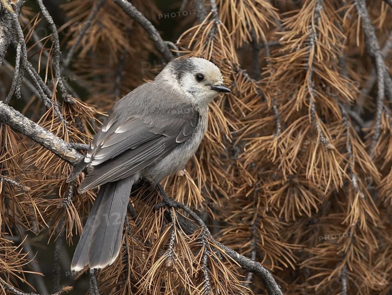 Grey Jay (Perisoreus canadensis), Colorado, USA