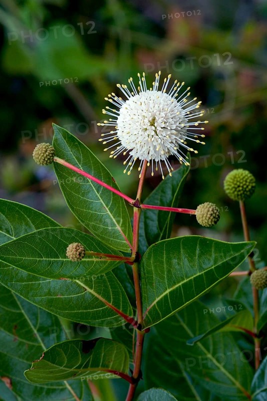 Close up of Buttonbush plant in bloom at Emeralda Marsh in Central, Florida, USA