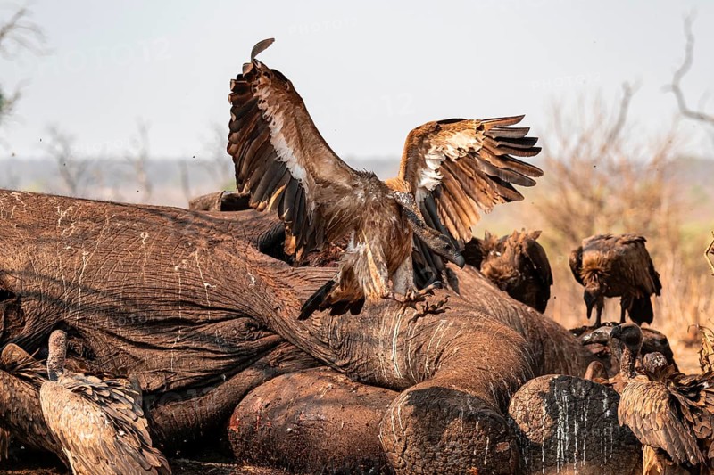Many white-backed vultures (Gyps africanus), vultures feeding on the carcass of an elephant, macabre scavengers, Ihaha, Chobe National Park, Botswana