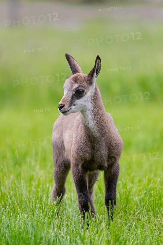 One young Chamois (Rupicapra rupicapra) standing on a fresh green meadow