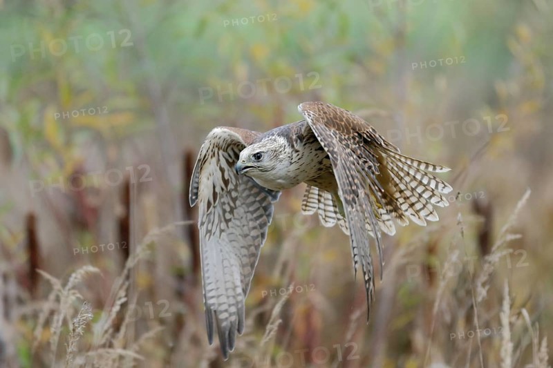 Sakerfalke, Wuergfalke, lat. Falco cherrug, im Flug dicht über der Vegetation eines Gewässers