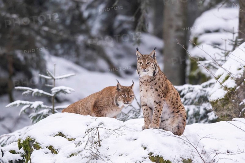 Eurasian lynx (Lynx lynx) sitting in a forest in winter, snow, Bavaria, Germany