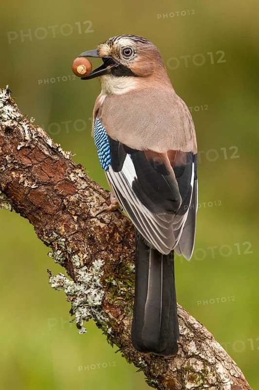 Eurasian Jay (Garrulus glandarius), perched on a branch with acorn on beak, Castilla Leon, Spain