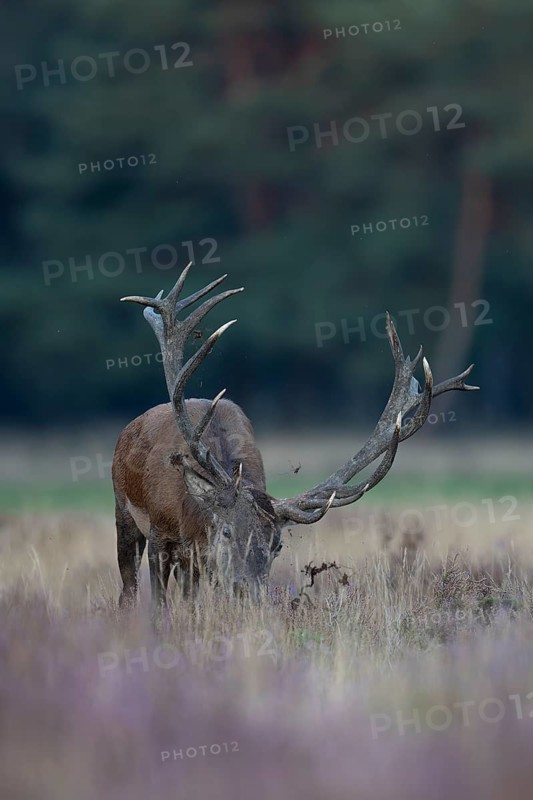 Red deer in rut, Hooge Veluve, Holland