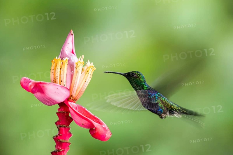 Crowned Woodnymph (Thalurania colombica hypochlora) male flying and feeding on flower nectar, Pichincha, Ecuador