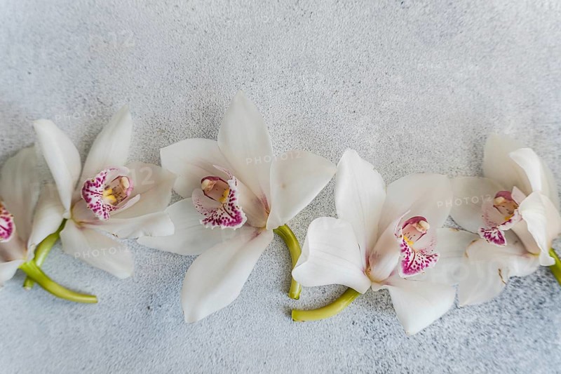 A stunning arrangement of white orchids with pink accents on a light, textured background. The delicate flowers create an elegant and serene atmosphere in the composition