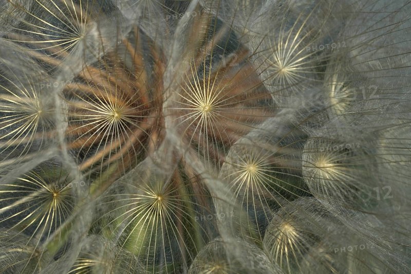 Detail of meadow hogweed (Tragopogon pratensis), fruit stand, umbrella of dandelion, macro shot, depth of field, Büchsenberg, Kaiserstuhl, Baden-Württemberg, Germany