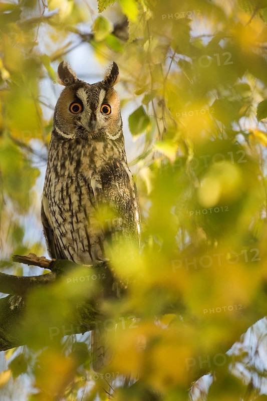 Long-eared Owl (Asio otus) perched in a birch tree, Rhineland-Palatinate, Germany