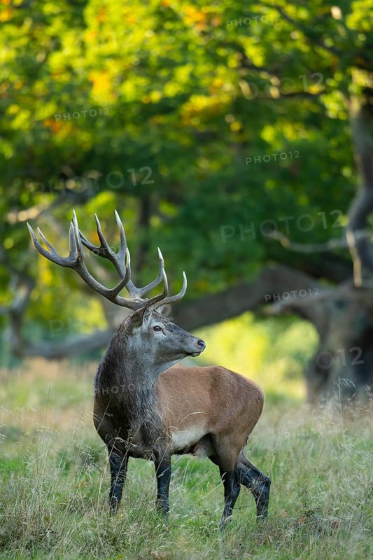 Red deer (Cervus elaphus) with heavy antlers in rut, Klamptenborg, Copenhagen, Denmark