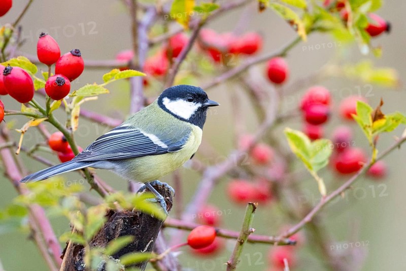 Great tit (Parus major) Germany