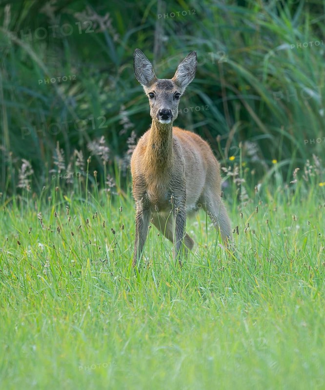Roe deer (Capreolus capreolus), doe standing in a meadow and looking attentively, wildlife, Lower Saxony, Germany