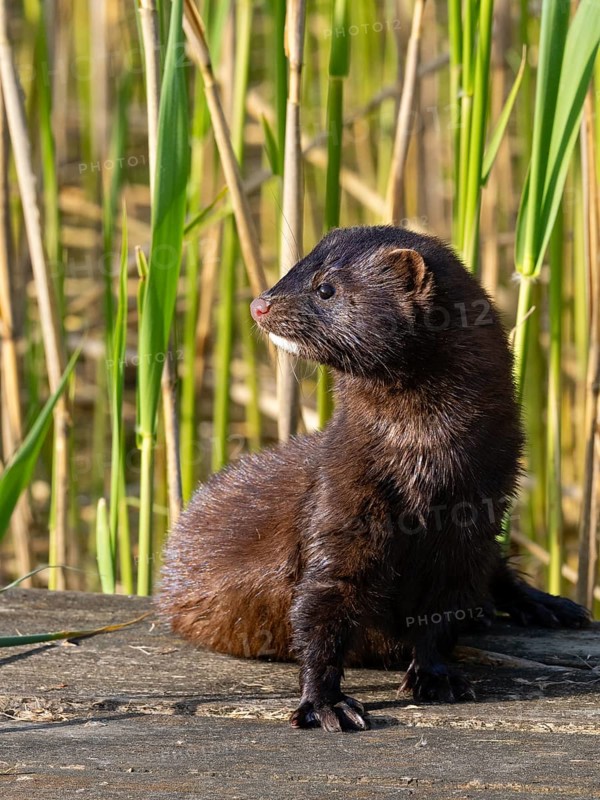 A mink in the sun