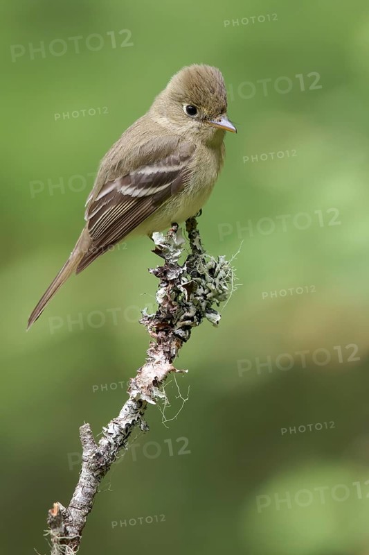 Pacific Slope Flycatcher (Empidonax difficilis) perched on a branch in Victoria, BC, Canada