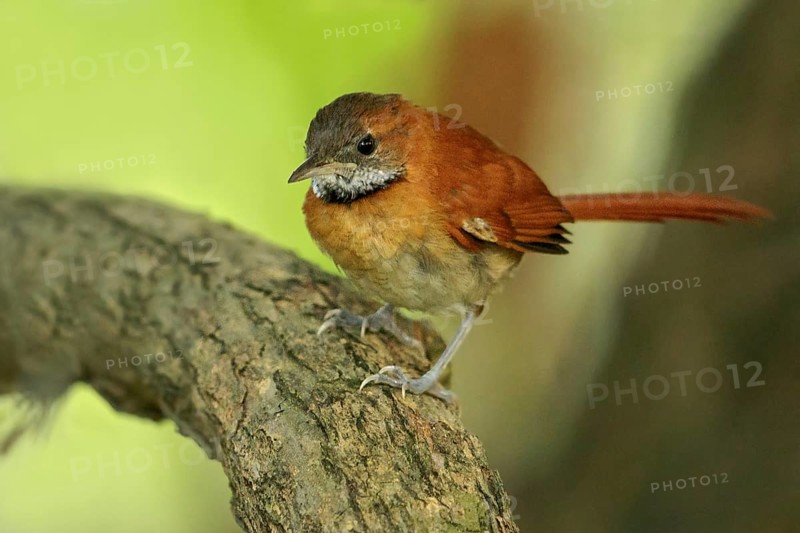 Hoary-throated Spinetail (Synallaxis kollari) perched on a branch in the grasslands of Guyana