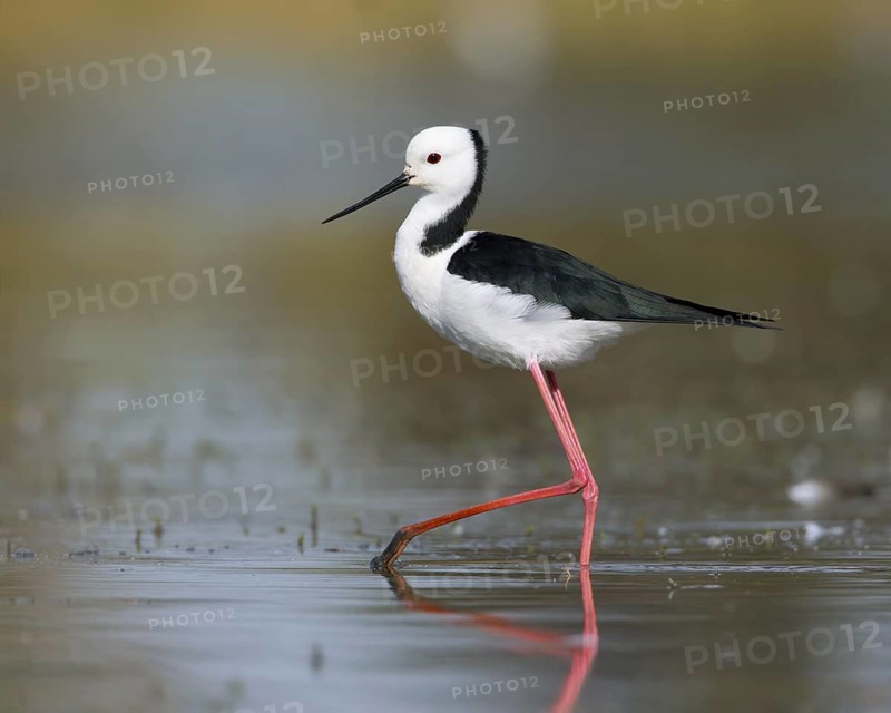 White-headed Stilt (Himantopus leucocephalus), Victoria, Australia