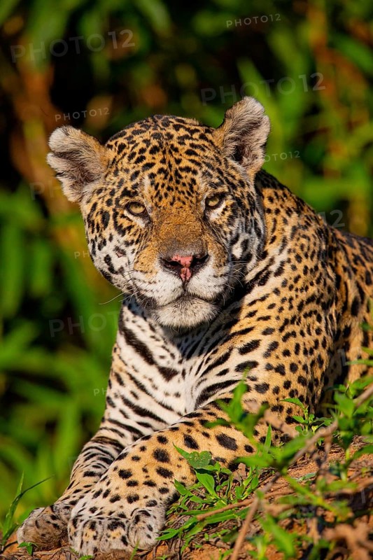 Jaguar (Panthera onca) Pantanal Brazil