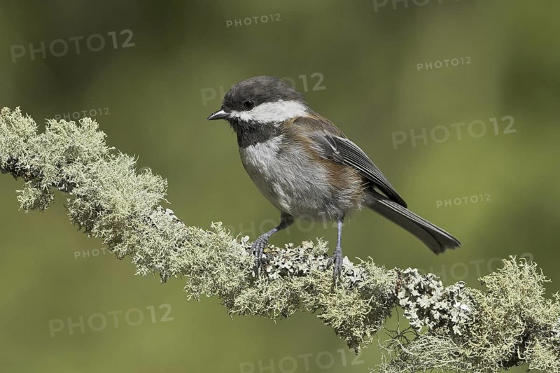 Chestnut-backed Chickadee (Poecile rufescens), British Columbia, Canada