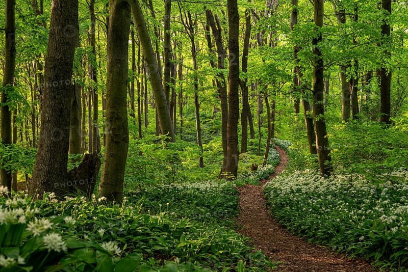 A picturesque winding path or forest path lined with white flowering wild garlic (Allium ursinum) leads through an idyllic green deciduous forest in spring, Ith, Eschershausen, Weserbergland, Lower Saxony, Germany