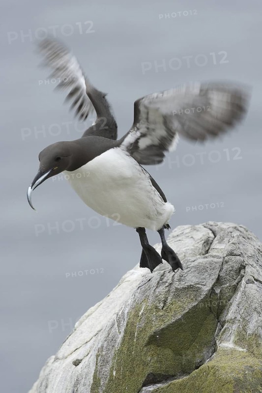 Common Murre (Uria aalge), Scotland, United Kingdom