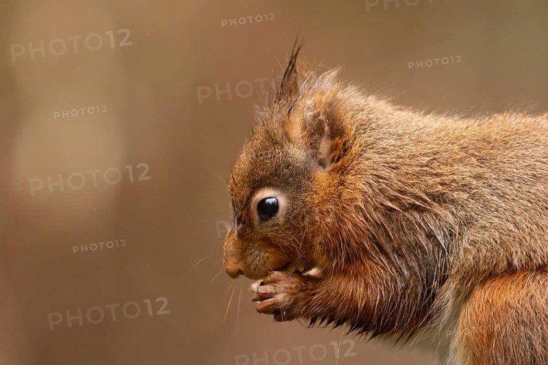 Red squirrel (Sciurus vulgaris) adult animal eating a hazel nut in winter, England, United Kingdom