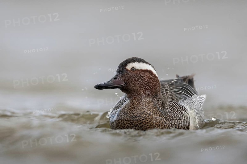 Garganey (Spatula querquedula) male, Schleswig-Holstein, Germany