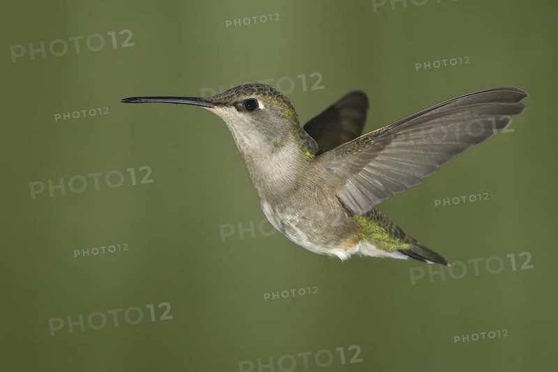 Black-chinned Hummingbird (Archilochus alexandri), Canada