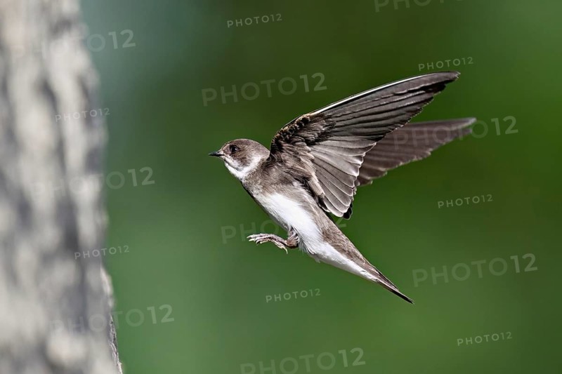 Sand martin (Riparia riparia), approaching the breeding tube, Reussegg nature reserve, Canton Aargau, Switzerland