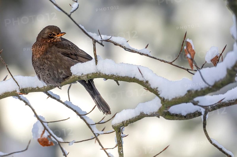 Female blackbird (Turdus merula) in winter, snow, cold, December, Germany